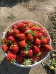 Продам клубнику дачную