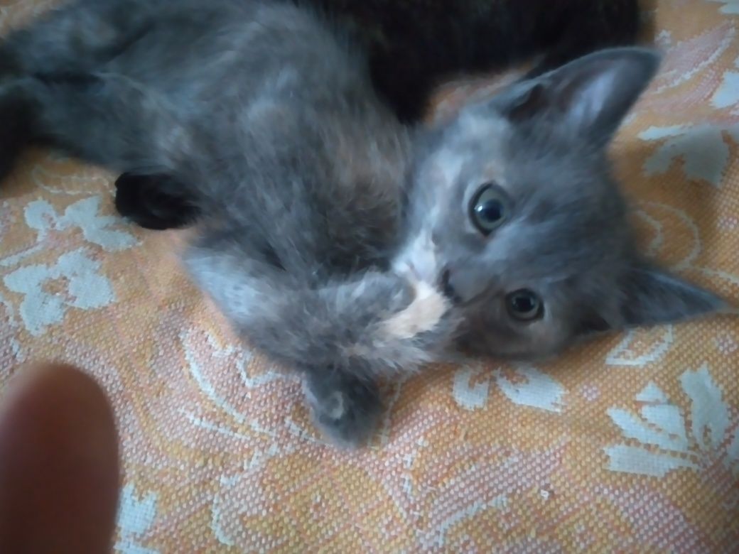 Отдам котят добрые руки