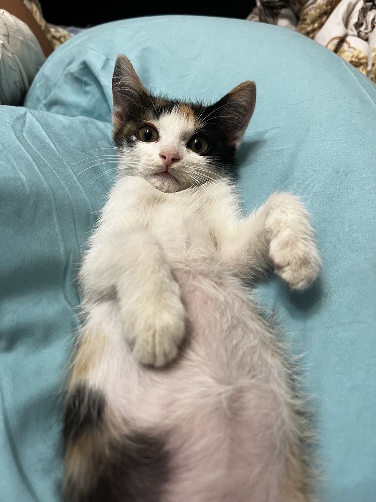 Котенок девочка в добрые руки