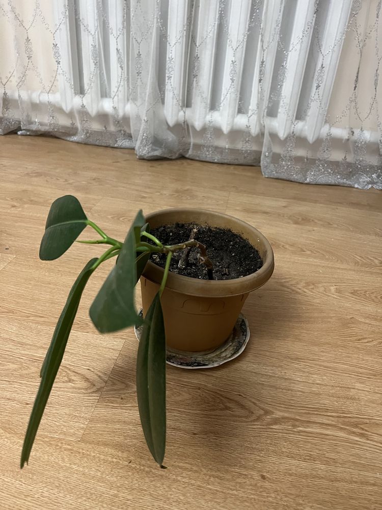 Фикус красивый