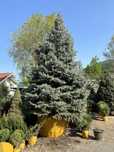 Живая елка , ПРОДАЕМ