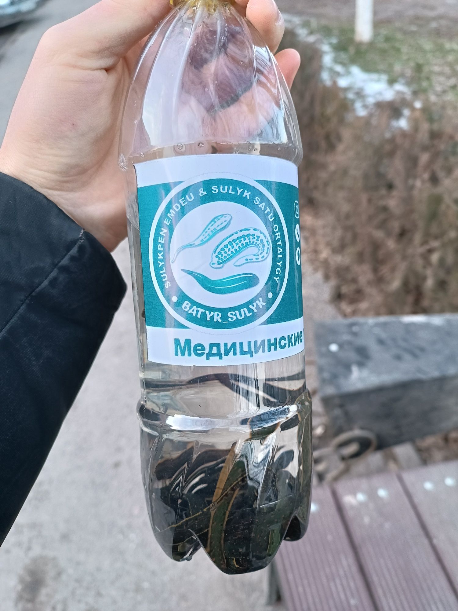 Пиявки, пиявка, суликтер, сүліктер