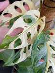 Монстера Adansonii Variegata