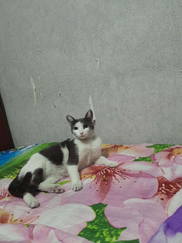 Отдам кошку даром