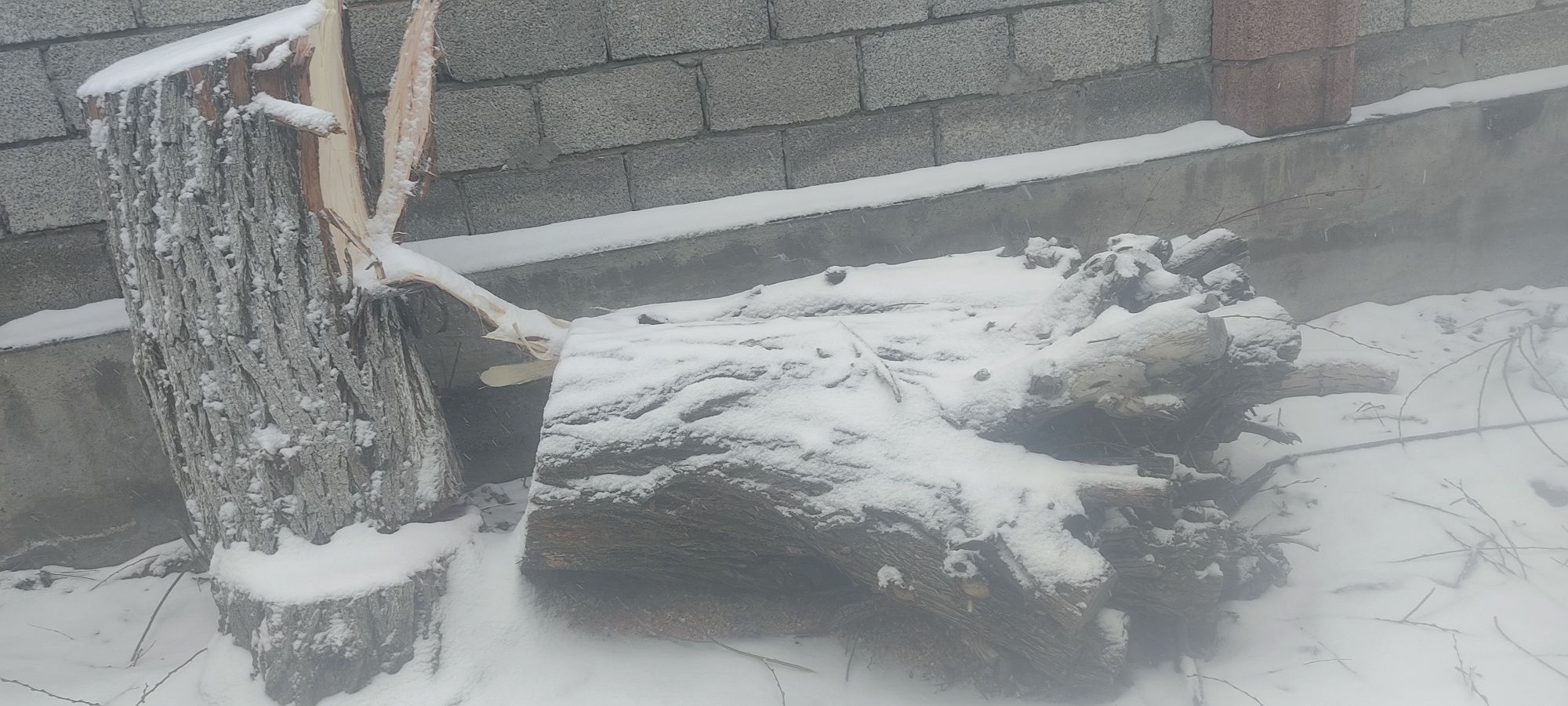 Кесілген ағаштар сатылады