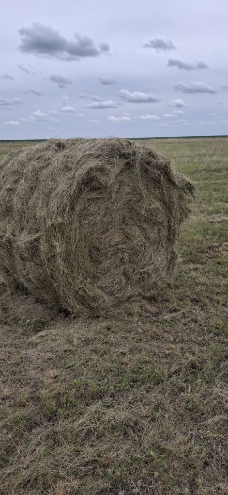 Продам сено рулоны