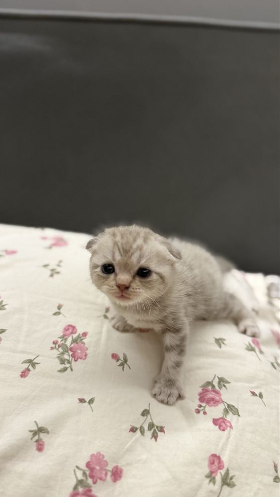 вислоухий шотландец