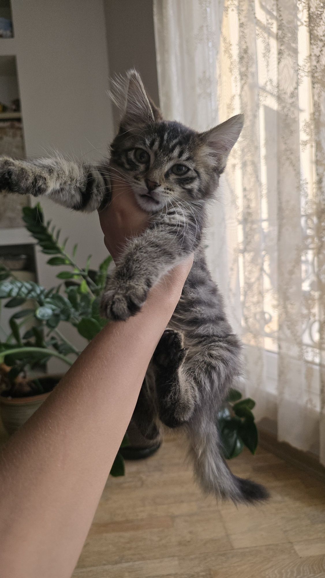 Отдам котётнка в добрые руки
