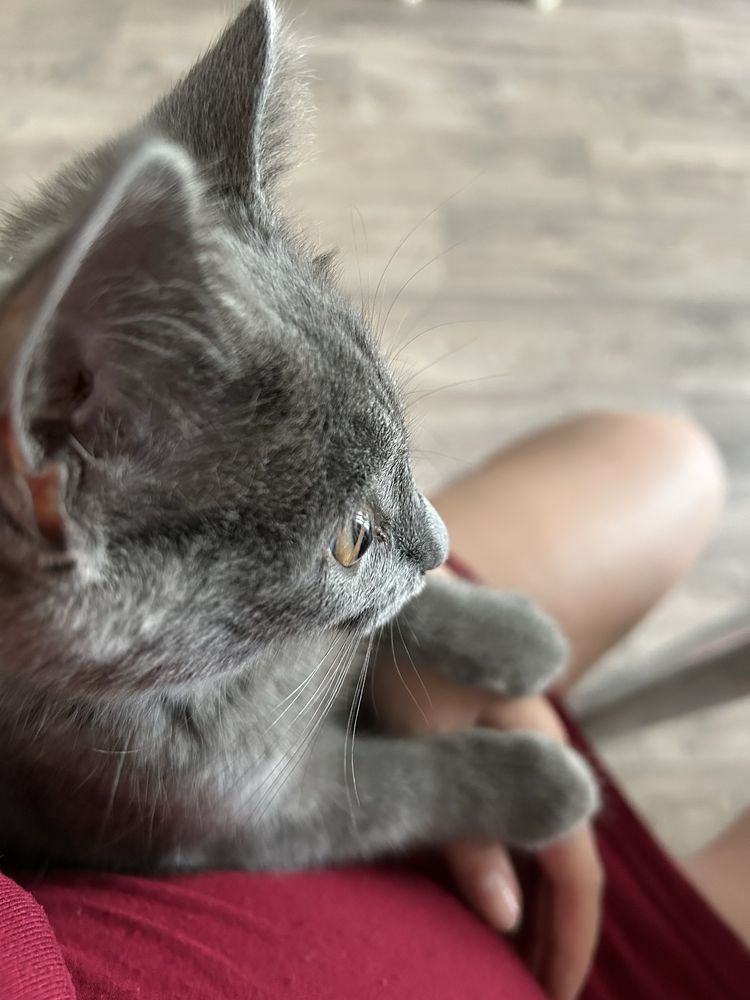 Ищем новый дом для котенка