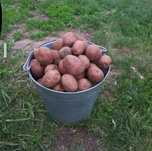 Продам домашний картофель
