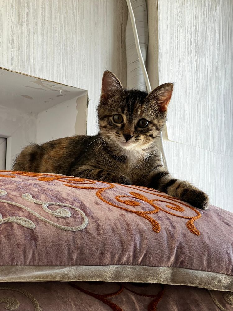 Срочно!!! Пропала котенок Девочка!