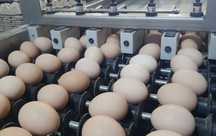 Продажа свежих куриных яиц от птицефабрики — напрямую от производителя