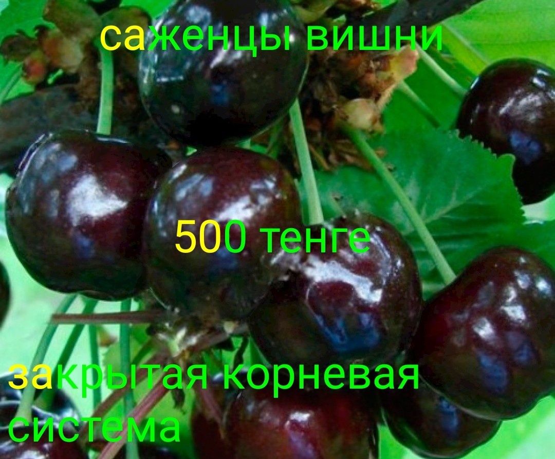 Саженцы плодовых и ягодных растений