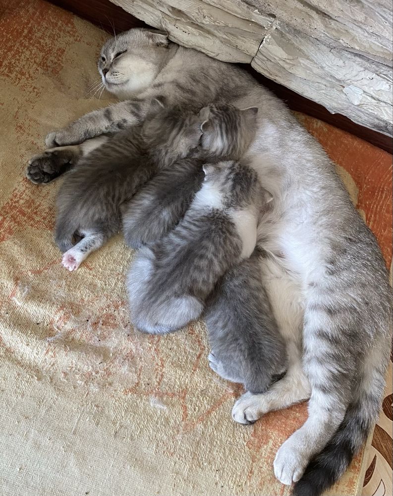 Продам Породистых Котят Шотландцы