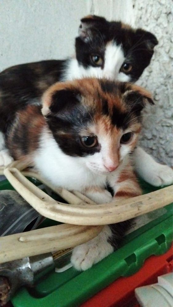 В добрые руки котята