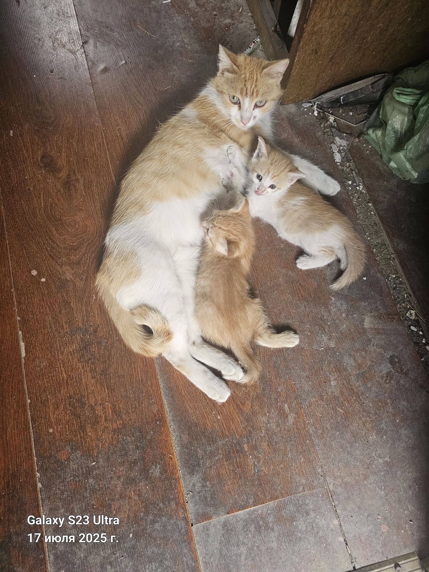 Отдам котёнка бесплатно
