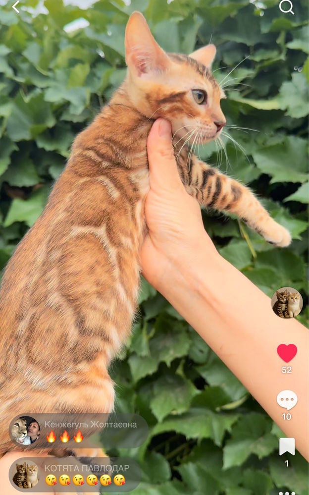 Клубные бенгальские котята