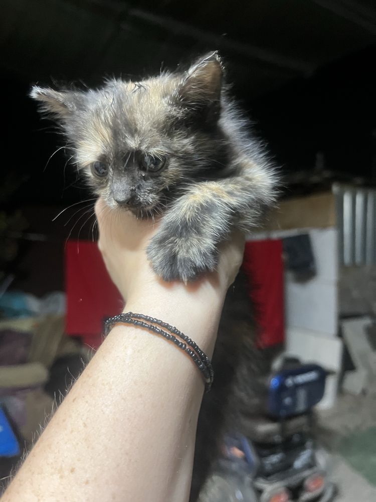 Отдам даром кошечку