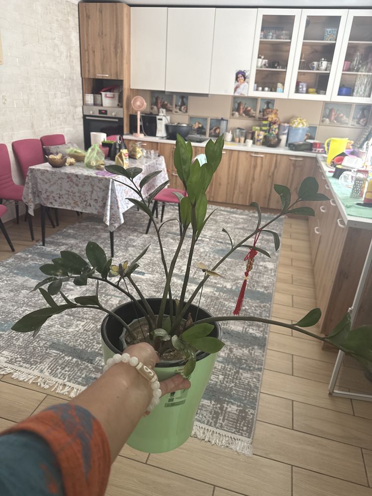 Комнатные цветы доллар