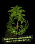 Комнатные цветы по 1000 тенге