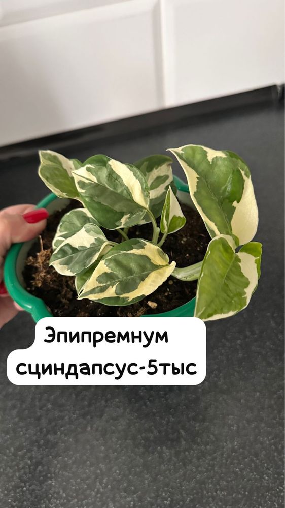 Декабрист,Эпипремнум,Филодендрон,Пелея,Хойя