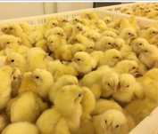 Продам птицу разные