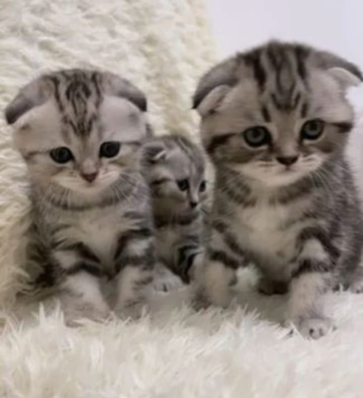 Вязка опытный кот