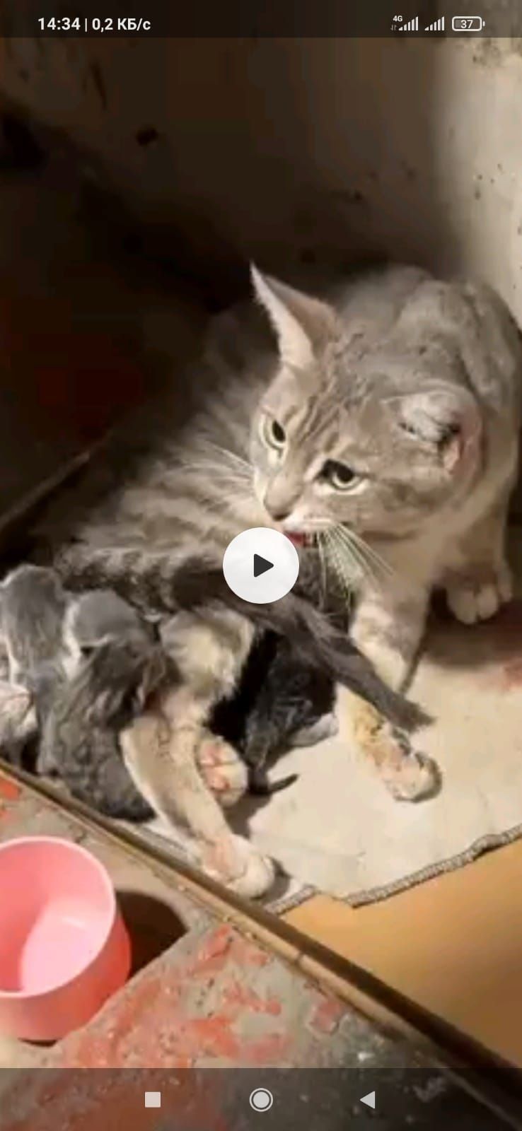 Котята бесплатно