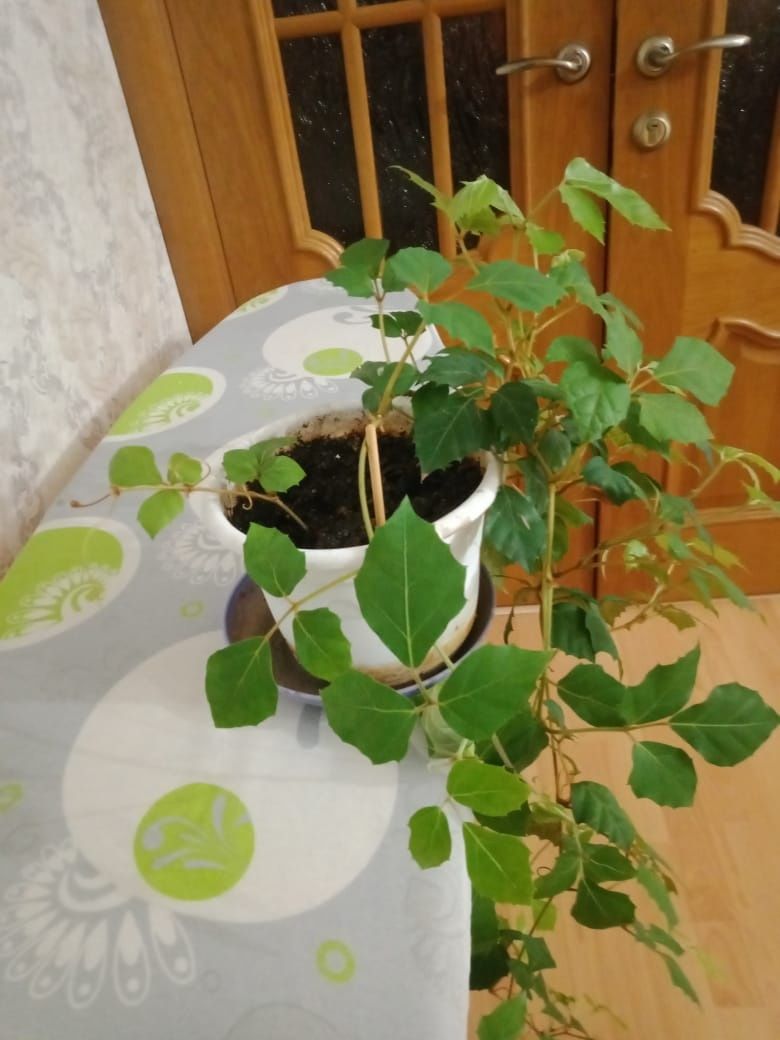 Продам цветок, вьюн "березка".