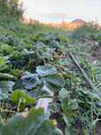 Продам или обменяю благоустроенный дом в пригороде Астаны