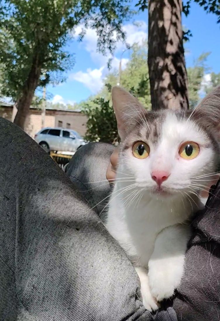 Кот, подросток, очень нежный