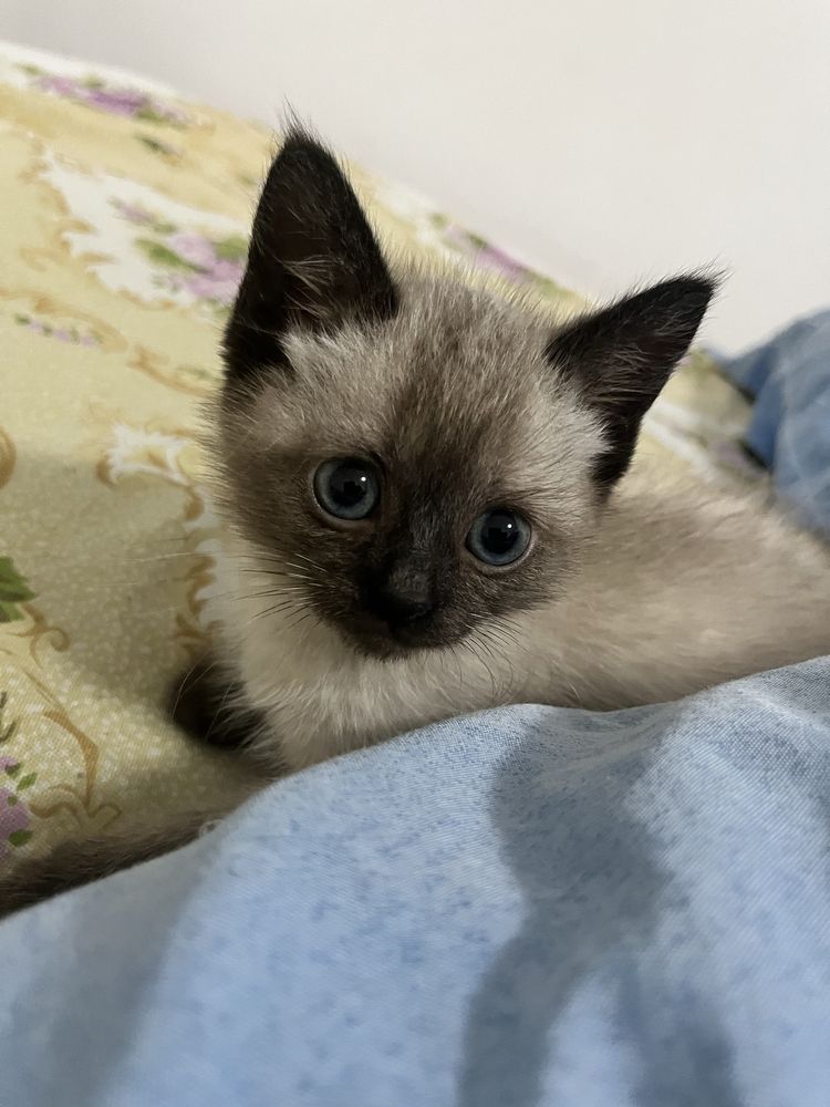 Отдам котенка в хорошие руки