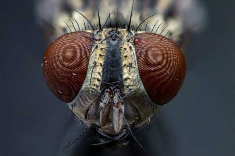 Canon MP-E 65mm f/2.8

+ Canon Macro Twin Lite MT-24EX