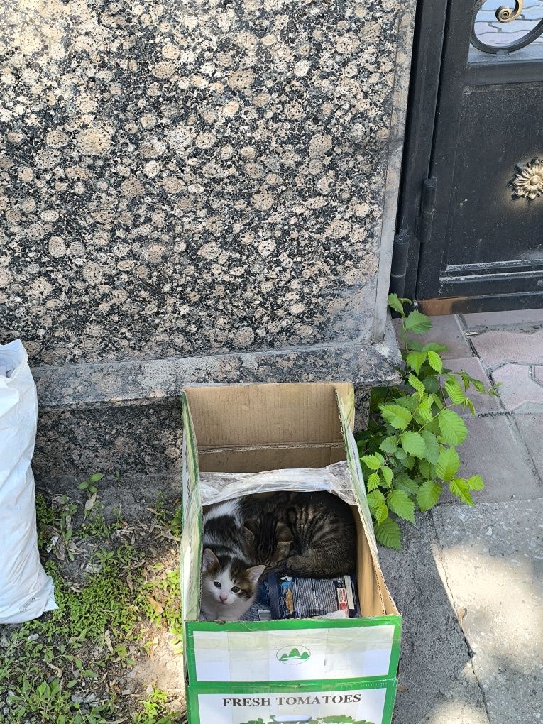 БЕСПЛАТНО! котята 1-2 месяца