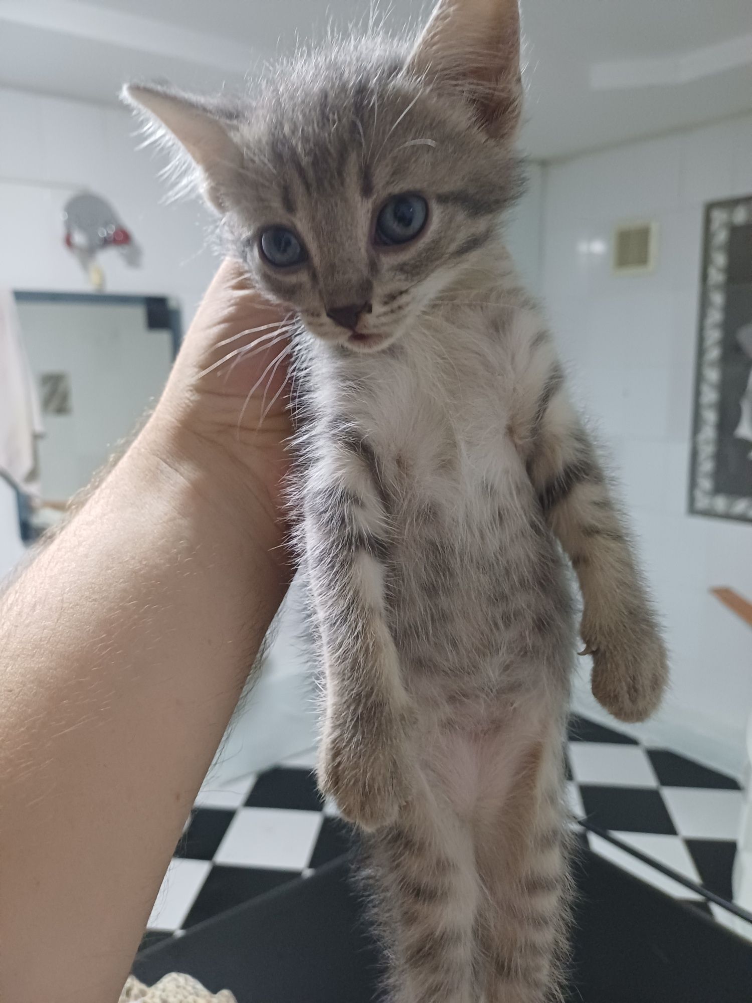 Отдам котят хорошие