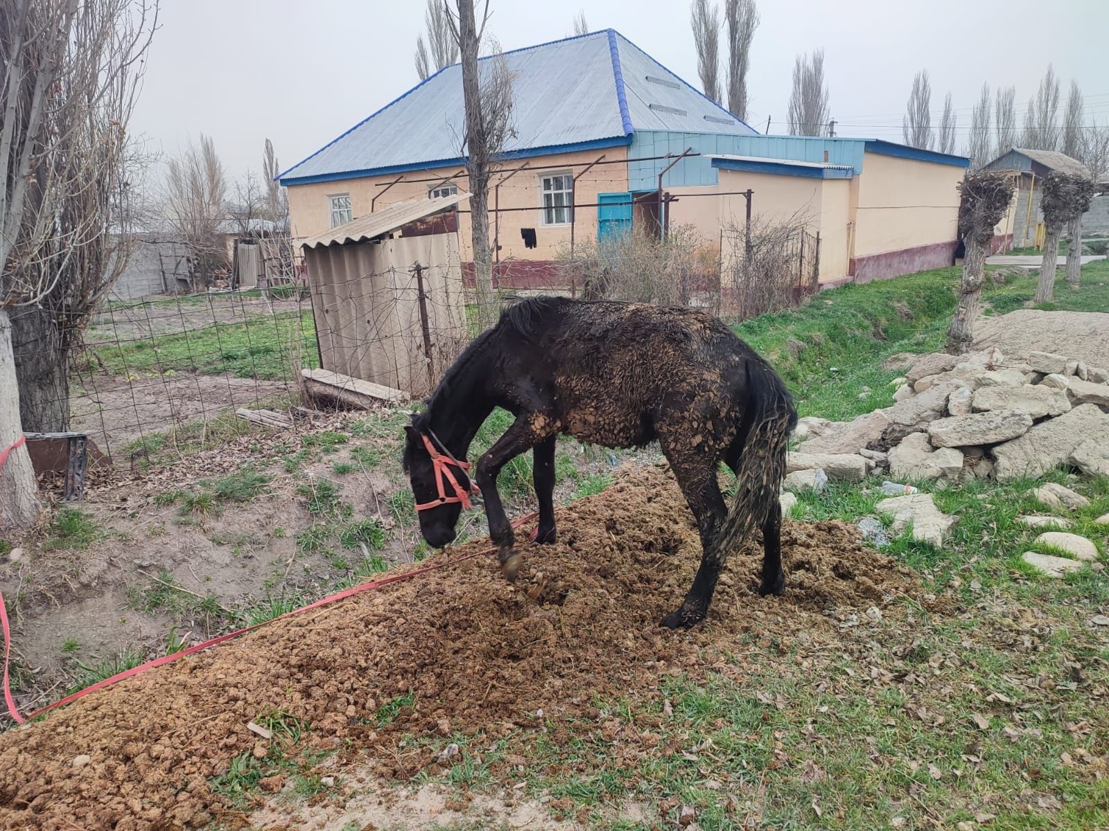 Жабагыдан тайга откен дены сау семыз.