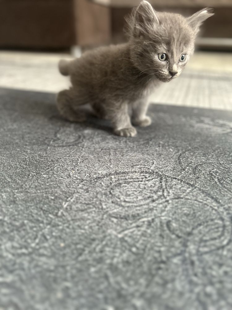 Отдам котят в хорошие добрые руки