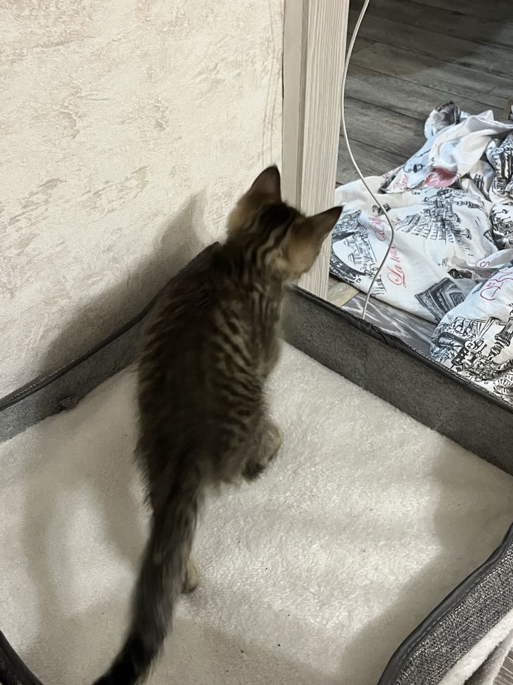 Срочно отдам кошку в добрые руки!