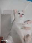 Отдам котёнка в добрые руки