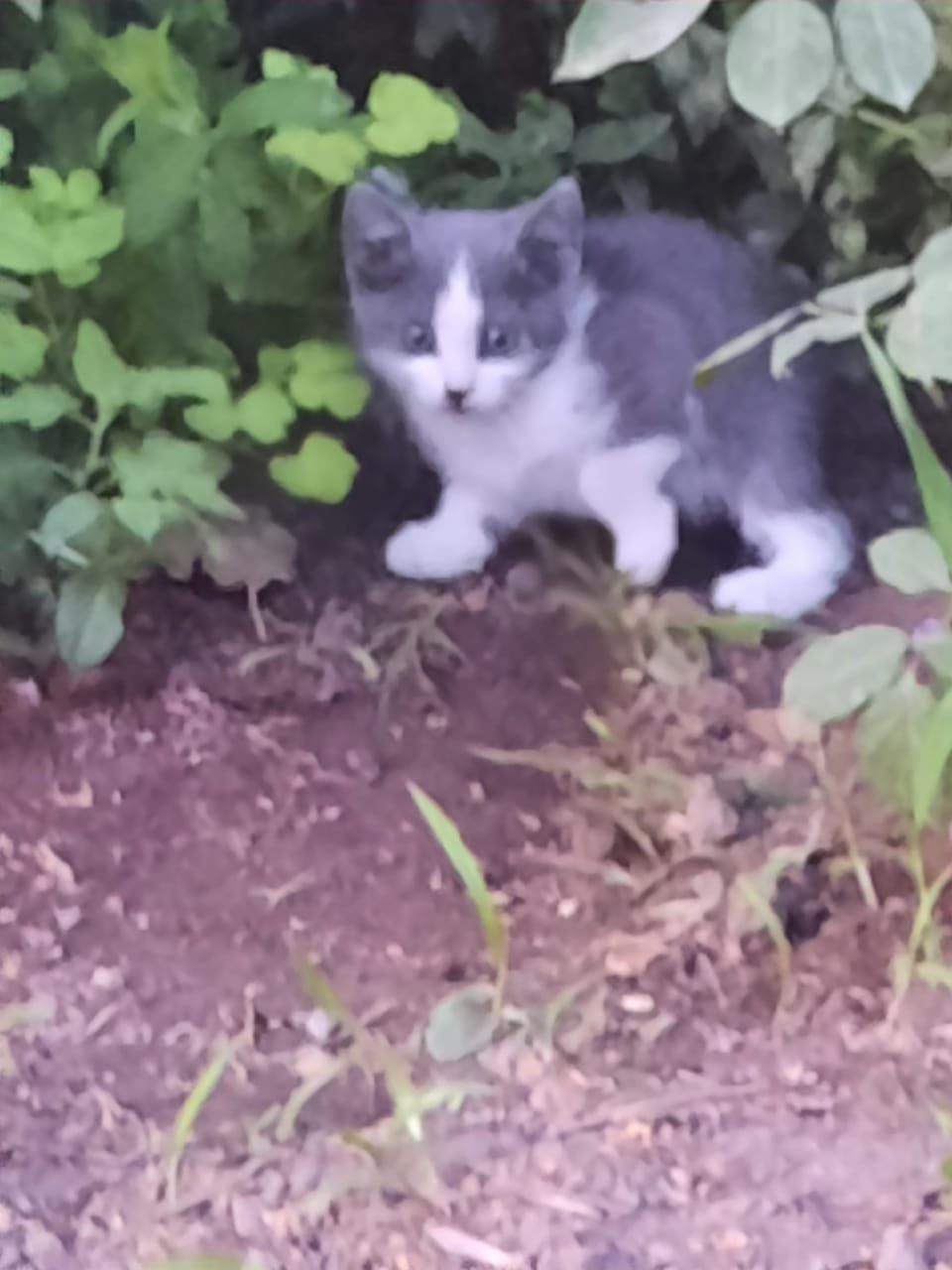Отдам котят в добрые руки.