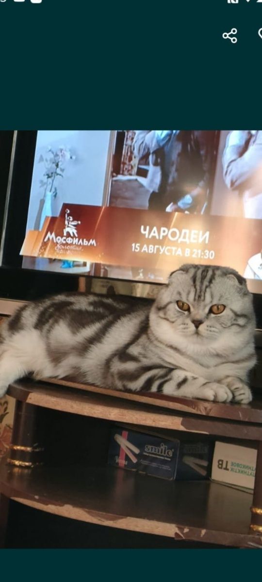 Кот красавец вислоухий ждёт дам. Имеется отличная родословная.