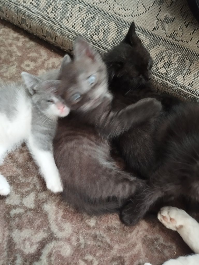 Котята, два мальчика и две девочки
