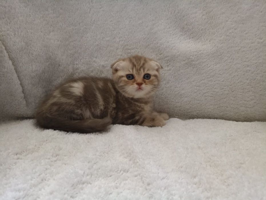 ЛЕХА  шикарный скоттиш  фолд  ждет кошечку. Результат отличный!