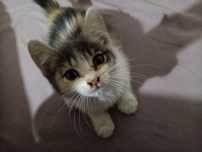 Отдам котёнка даром