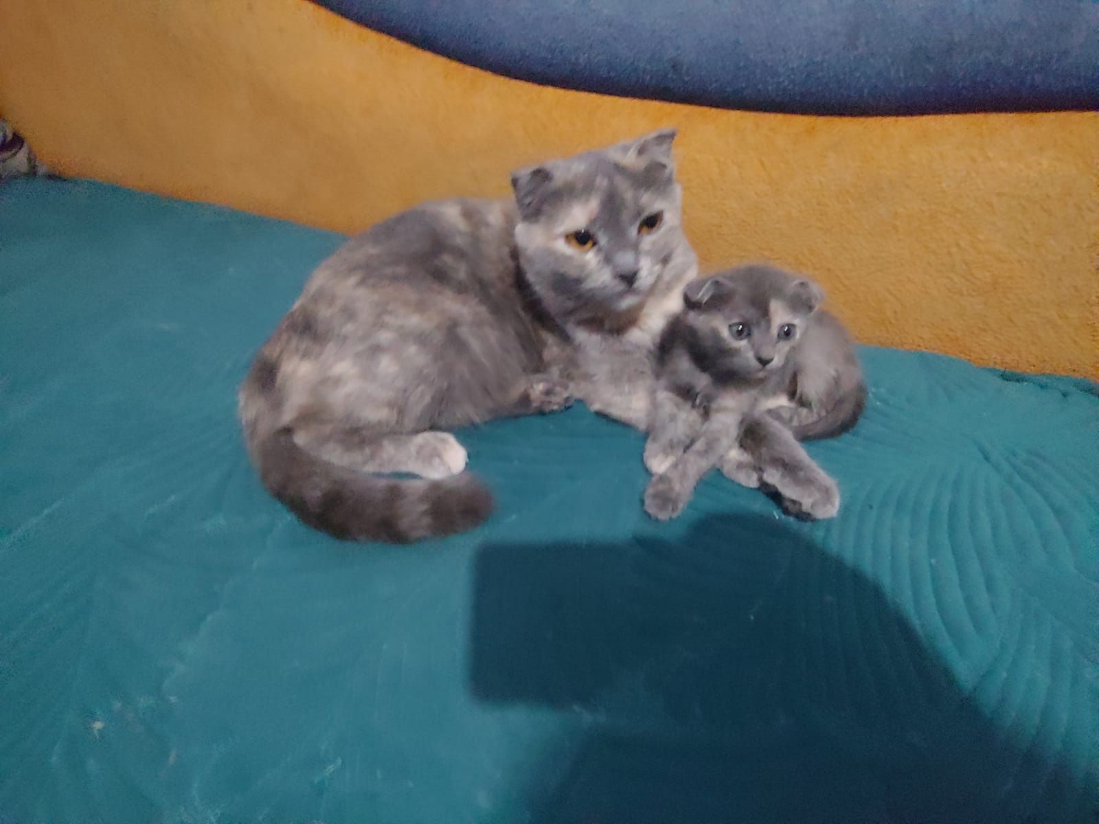 Продаются шотландские котята