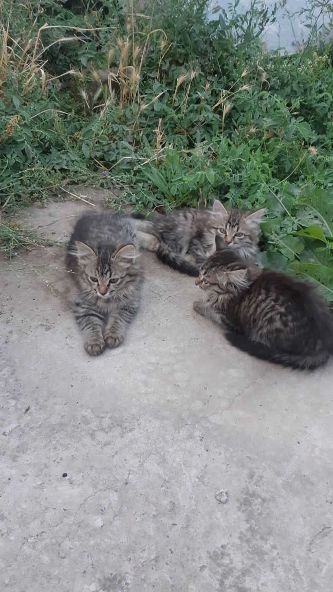 Котята  ласковые продается.