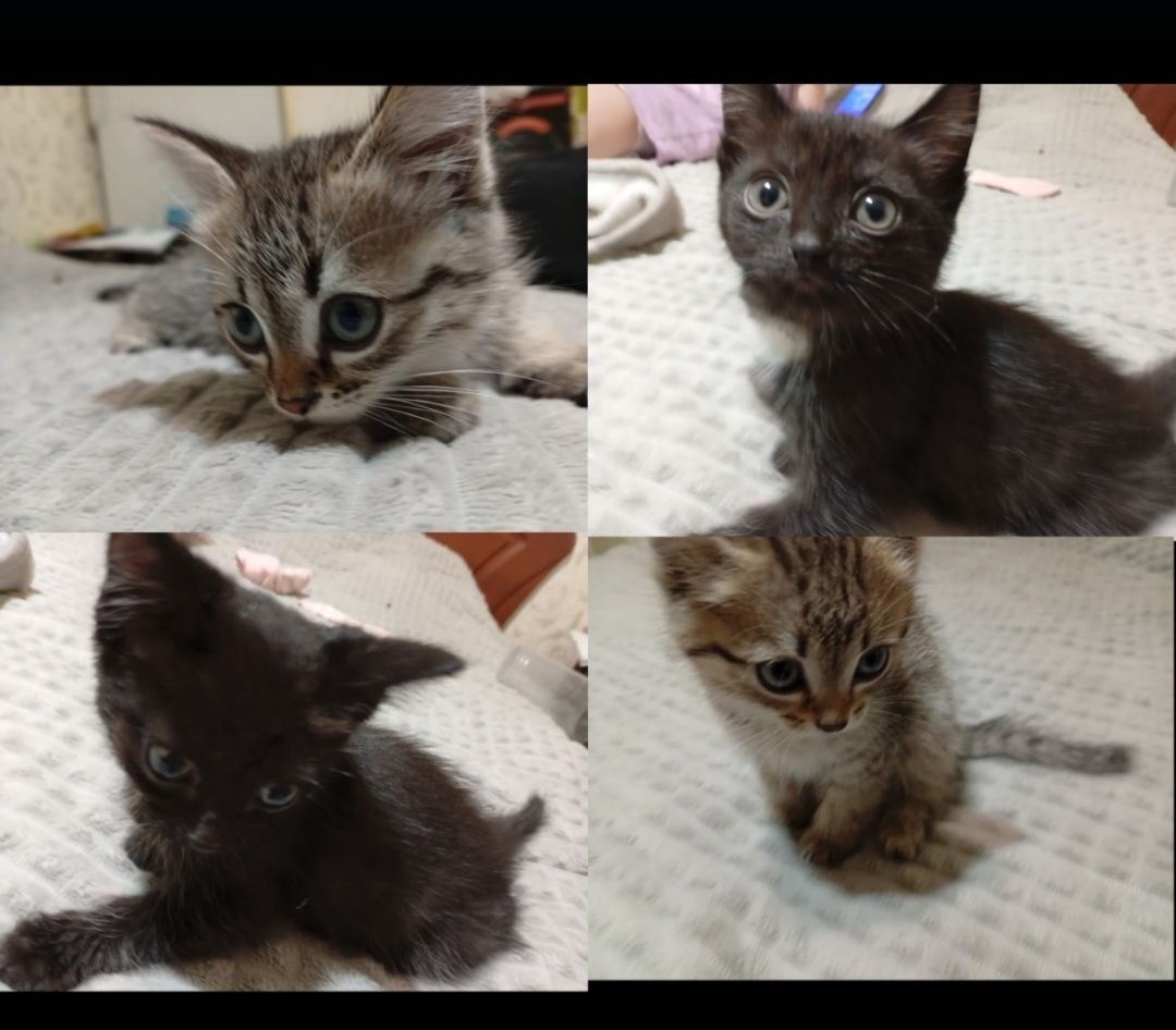 Отдам котят в добрые руки.