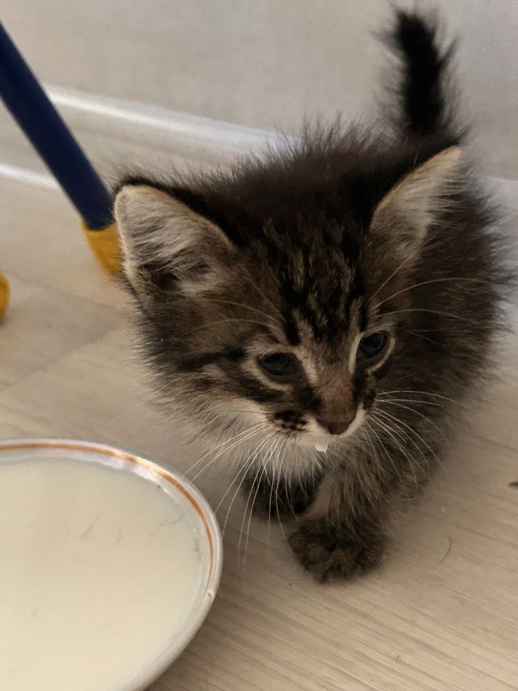 котенок в добрые руки