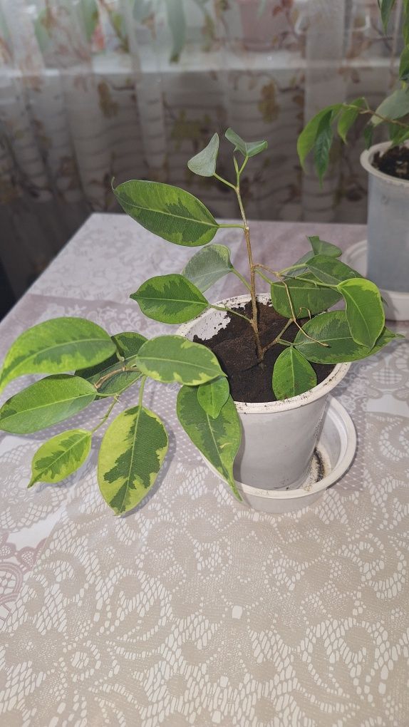 Продам Фикус Бенжамина