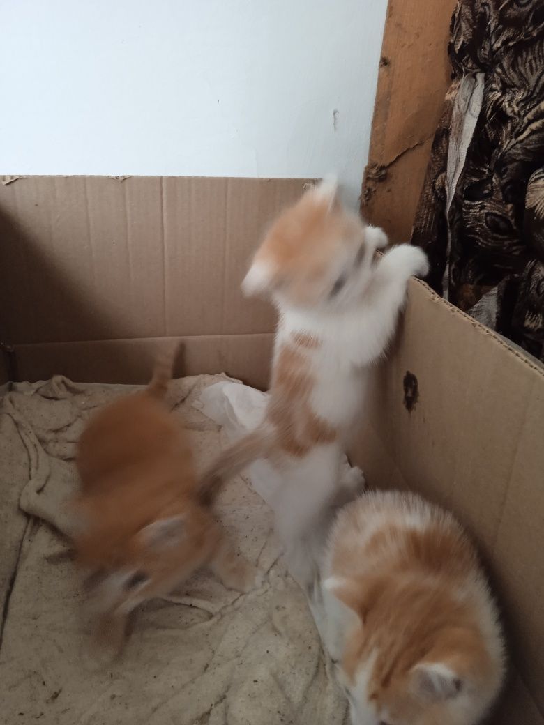 Отдам добрые руки